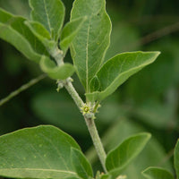 Ashwagandha Tincture | Alcohol Free - 1 Fl oz. Tincture Herb Pharm