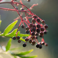 Black Elderberry Tincture | Alcohol Free - 1 Fl oz. Tincture Herb Pharm
