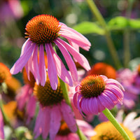 Echinacea Tincture | Alcohol Free - 1 Fl oz. Tincture Herb Pharm