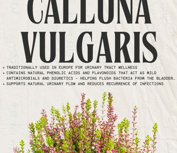 Heather's UTI Defense | Calluna Vulgaris - 60 Capsules Oral Supplements Desert Harvest 